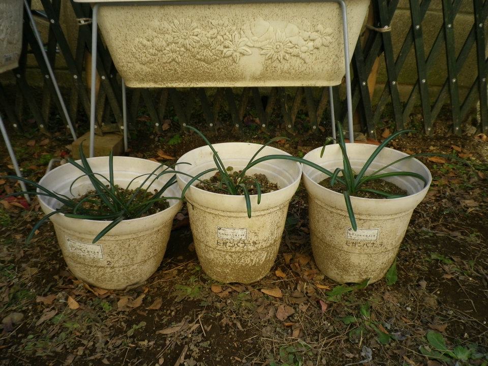 f:id:takahikonojima:20200128141527j:plain