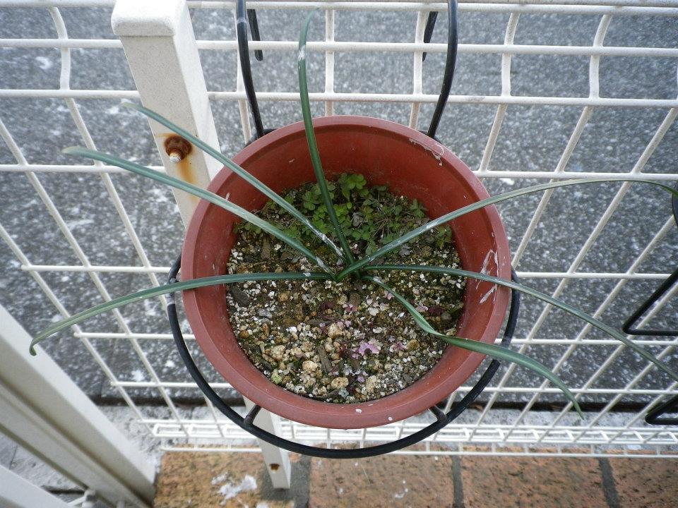 f:id:takahikonojima:20200128141532j:plain