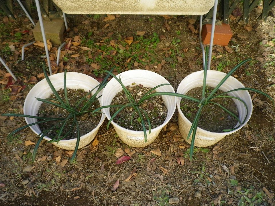 f:id:takahikonojima:20200128141537j:plain