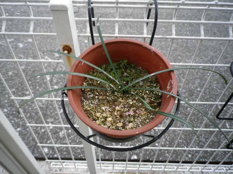 f:id:takahikonojima:20200128141543j:plain