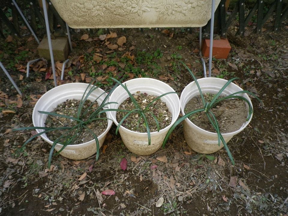 f:id:takahikonojima:20200128141548j:plain