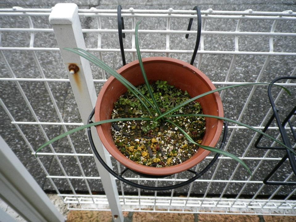 f:id:takahikonojima:20200128141553j:plain