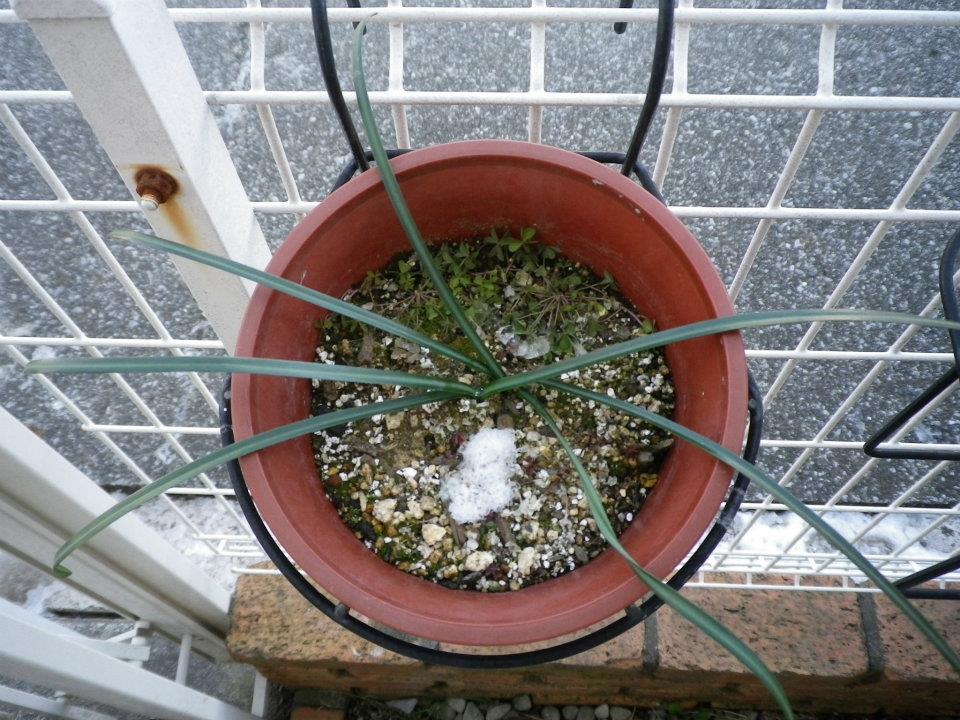 f:id:takahikonojima:20200128141604j:plain