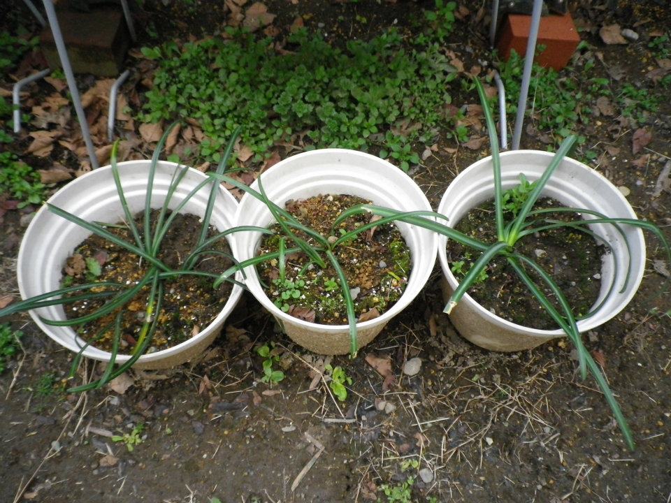 f:id:takahikonojima:20200128141643j:plain