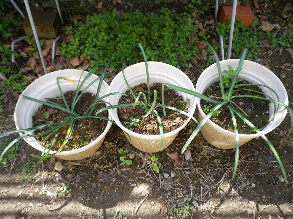 f:id:takahikonojima:20200128141655j:plain