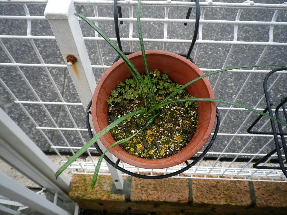 f:id:takahikonojima:20200128141700j:plain