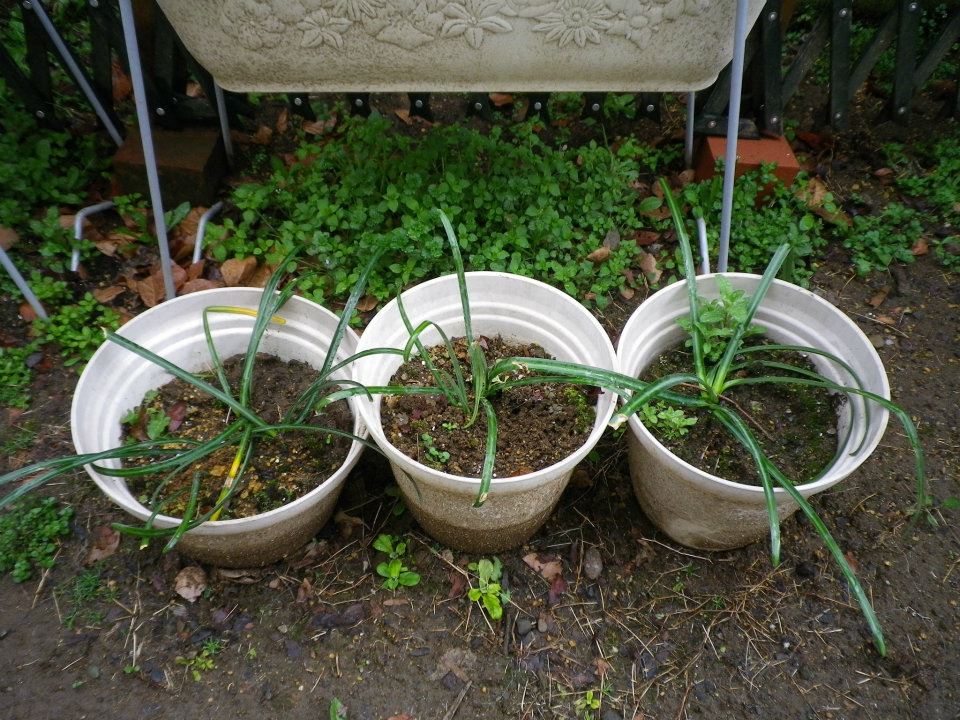 f:id:takahikonojima:20200128141707j:plain