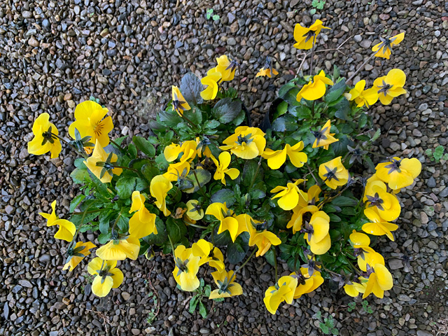 f:id:takahikonojima:20200201191446j:plain