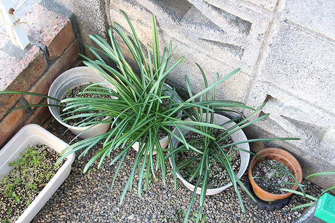 f:id:takahikonojima:20200217154349j:plain