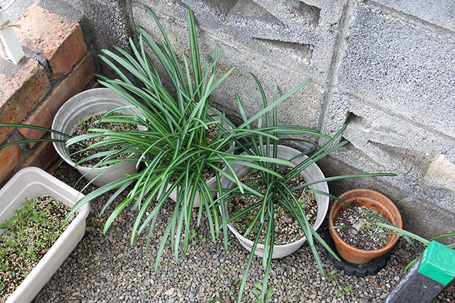 f:id:takahikonojima:20200217154408j:plain