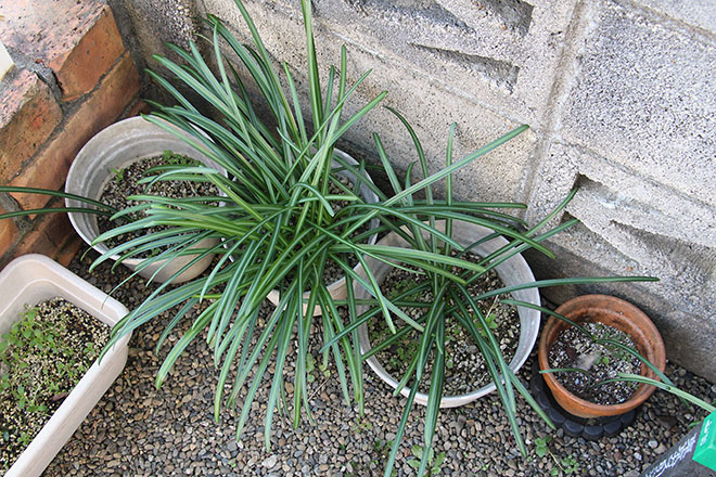 f:id:takahikonojima:20200217154432j:plain