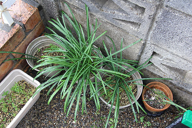 f:id:takahikonojima:20200217154441j:plain