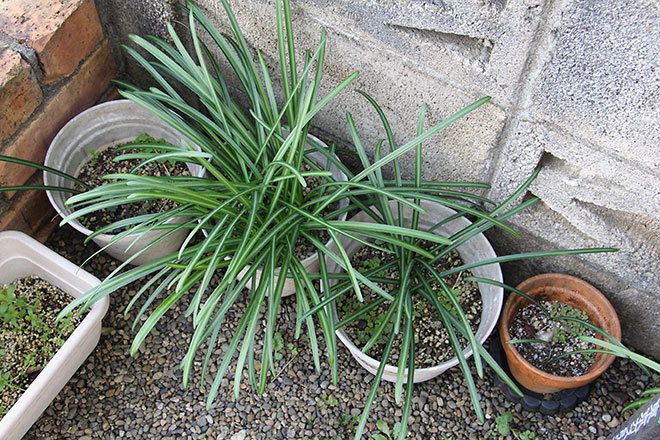 f:id:takahikonojima:20200217154458j:plain