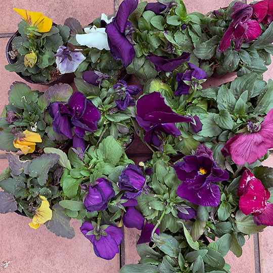 f:id:takahikonojima:20200219104202j:plain