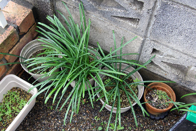 f:id:takahikonojima:20200303104940j:plain