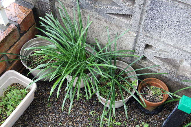 f:id:takahikonojima:20200314194616j:plain