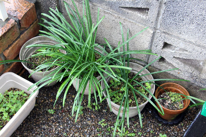 f:id:takahikonojima:20200314194642j:plain