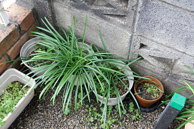 f:id:takahikonojima:20200407172758j:plain