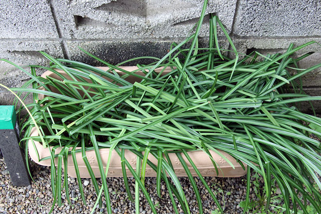 f:id:takahikonojima:20200407172803j:plain