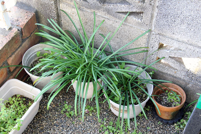 f:id:takahikonojima:20200407172837j:plain