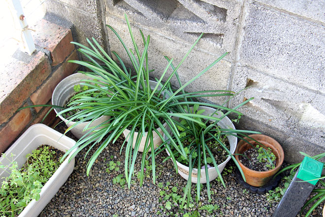 f:id:takahikonojima:20200407172847j:plain