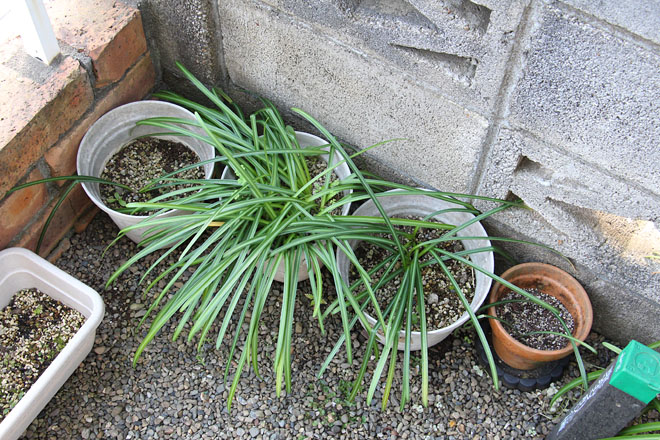 f:id:takahikonojima:20200503073056j:plain