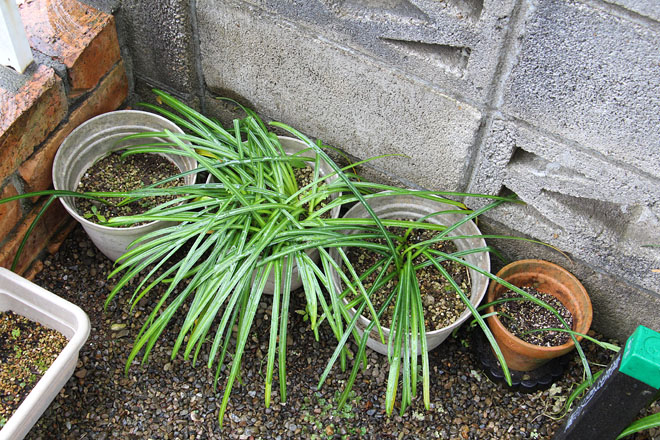 f:id:takahikonojima:20200504073444j:plain