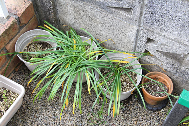 f:id:takahikonojima:20200506075739j:plain