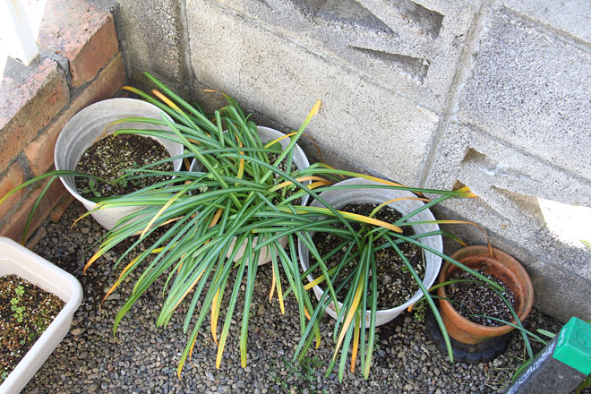 f:id:takahikonojima:20200507073301j:plain