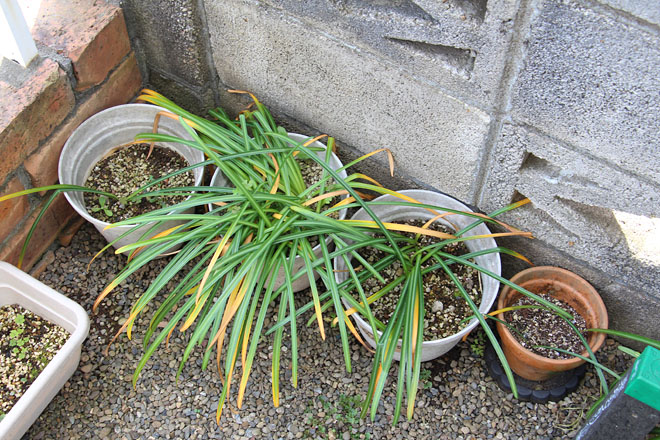 f:id:takahikonojima:20200508075834j:plain