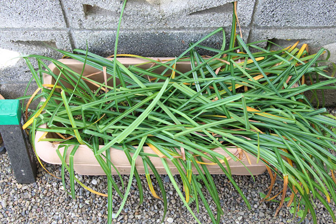 f:id:takahikonojima:20200508075838j:plain