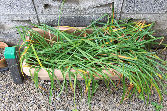 f:id:takahikonojima:20200509101756j:plain