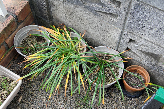 f:id:takahikonojima:20200512060516j:plain