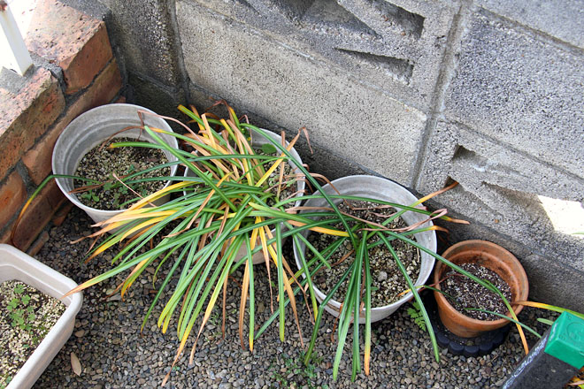 f:id:takahikonojima:20200513082231j:plain