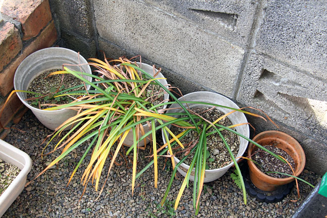 f:id:takahikonojima:20200515075318j:plain