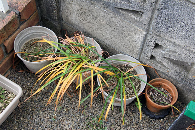 f:id:takahikonojima:20200516073221j:plain