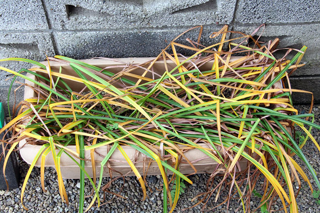 f:id:takahikonojima:20200516073225j:plain