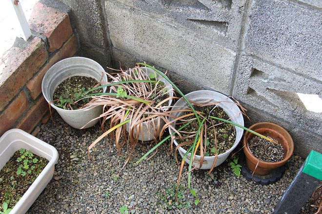 f:id:takahikonojima:20200524083732j:plain