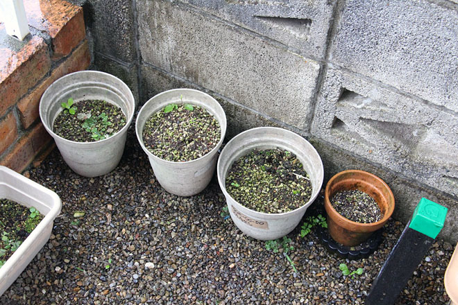 f:id:takahikonojima:20200622073853j:plain