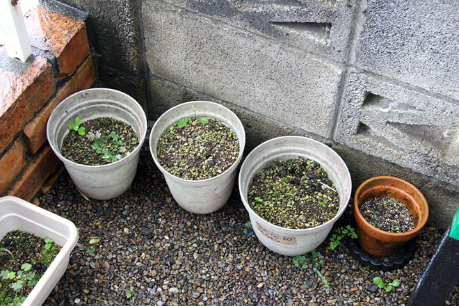 f:id:takahikonojima:20200623070802j:plain