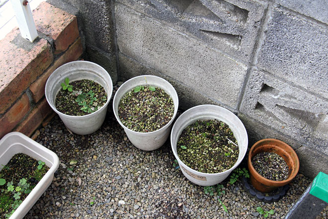 f:id:takahikonojima:20200624072130j:plain