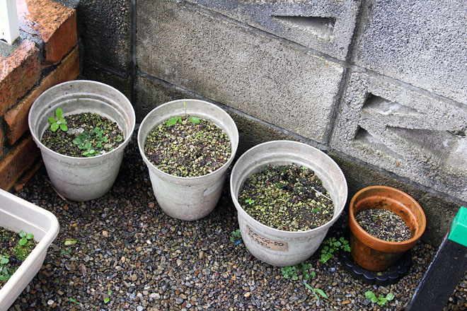 f:id:takahikonojima:20200625072517j:plain