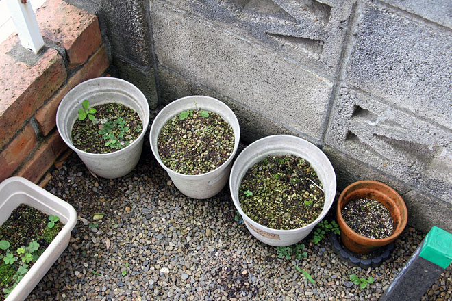 f:id:takahikonojima:20200626073545j:plain