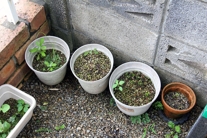 f:id:takahikonojima:20200712073323j:plain