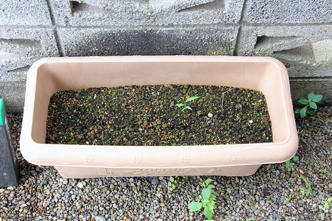 f:id:takahikonojima:20200712073326j:plain