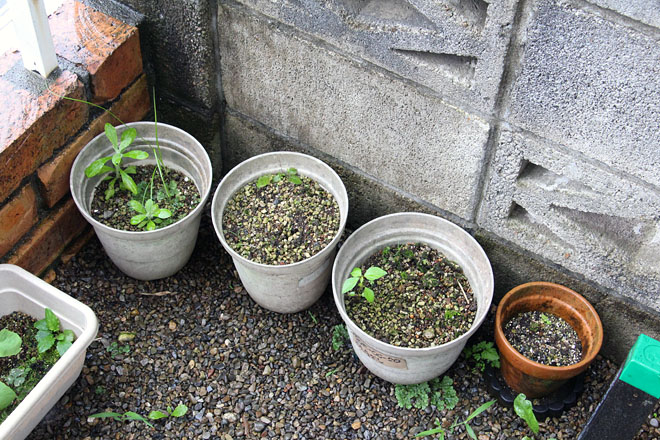 f:id:takahikonojima:20200714090118j:plain