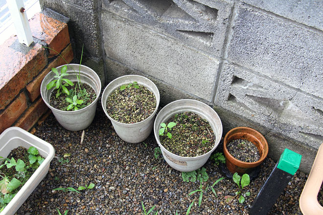 f:id:takahikonojima:20200715080825j:plain