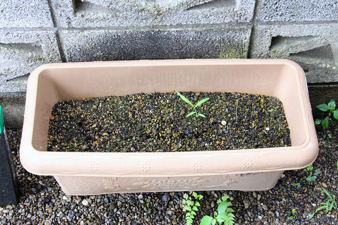 f:id:takahikonojima:20200717072730j:plain