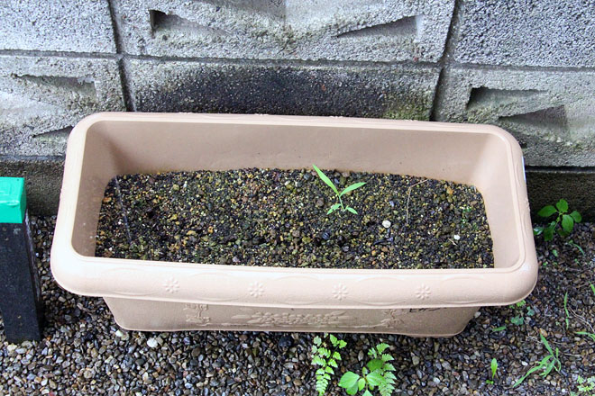 f:id:takahikonojima:20200718074424j:plain