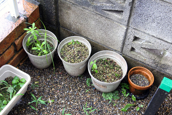 f:id:takahikonojima:20200726081736j:plain